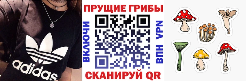 Псилоцибиновые грибы Psilocybe  площадка какой сайт  Чегем  магазин продажи наркотиков 